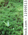 Moss and autumn leaves 11999513
