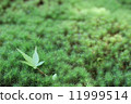 Moss and autumn leaves 11999514