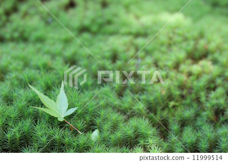 Moss and autumn leaves 11999514