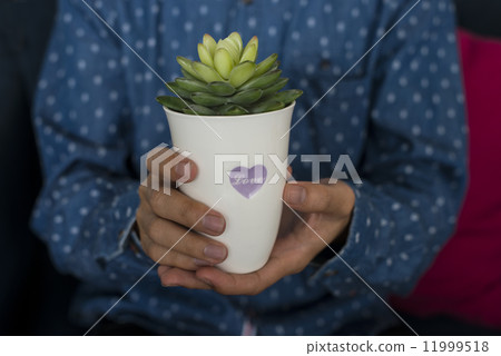 Close-up of artificial plant 11999518