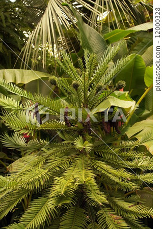 Wollemi Pine 12000328