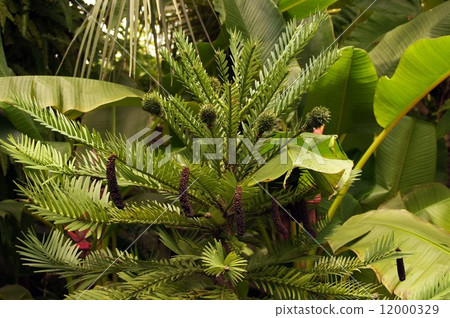 Wollemi Pine Wollemi Pine 12000329