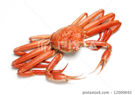 Boiled snow crab Boiled snow crab 12000692