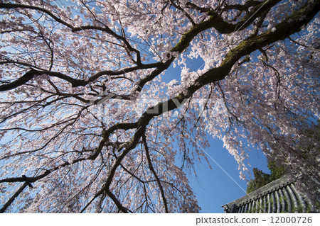 Sakura Nara Enjinoji Sakura Nara Enjinoji 12000726