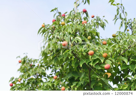 圖庫照片: 水果 四照花 結果實