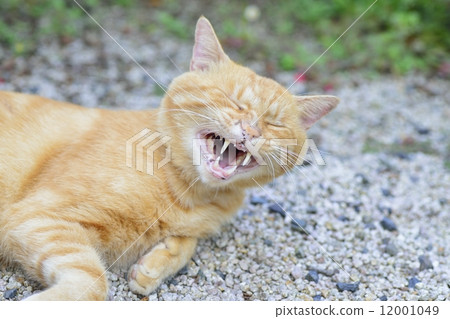 一隻貓 一隻貓 12001049