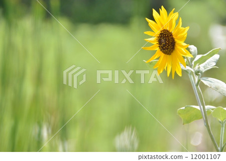 向日葵 12001107