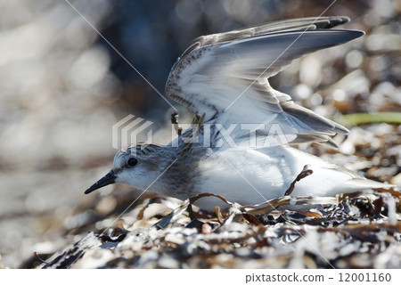 Thunen展翅 Thunen展翅 12001160