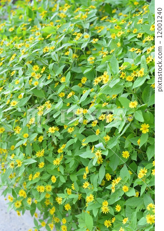 Meranpojiumu 12001240