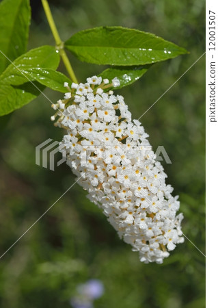 Boodlea Boodlea 12001507