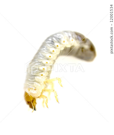June Bug larvae June Bug larvae 12001534