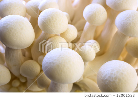 White beech Mushroom (White Shimeji) Hypsizygus Marmoreus 12001558