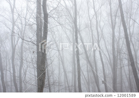 Fog 12001589