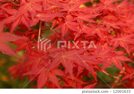 Autumn leaves 12001635