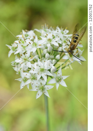 Nira's Flower and Bee 12001762