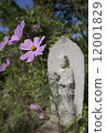 Cosmos 12001829