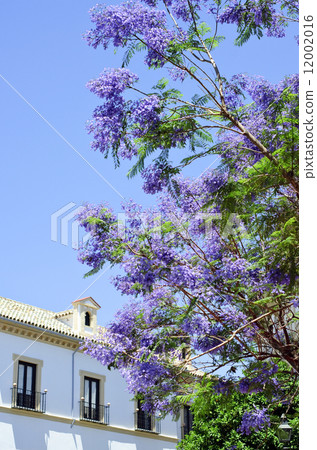 Jacaranda flowers Spain Cordoba Jacaranda flowers Spain Cordoba 12002016