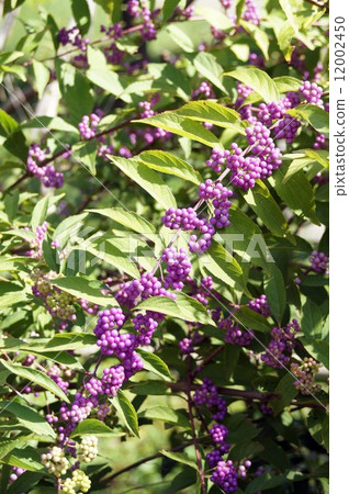 Vivid purple colored Murasakusibu fruit Vivid purple colored Murasakusibu fruit 12002450