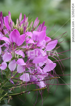  Cleome 12002454