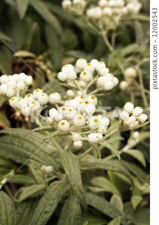 Anaphalis · Triplinel bis 12002543