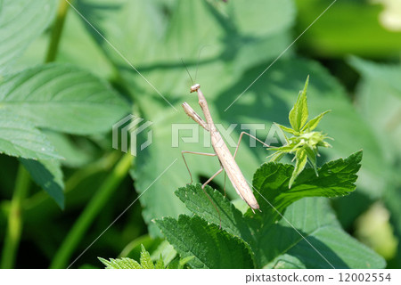 Kokamakiri Kokamakiri 12002554