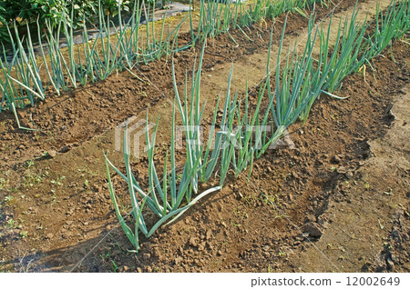 Onion field Onion field 12002649