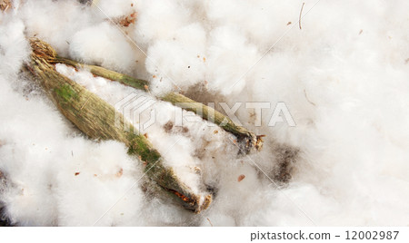 real explotion shot of cotton wool from green pod 12002987