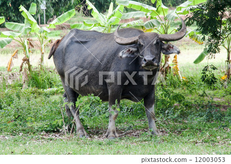 close up buffalo in potrait on pond and feild close up buffalo in potrait on pond and feild 12003053