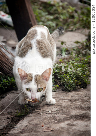 close up stray cat eating on the floor 12003054