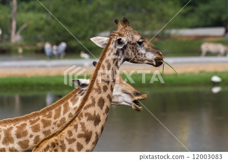 Giraffe 12003083