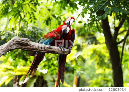 Scarlet Macaw 12003084