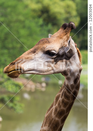 Giraffe Giraffe 12003094