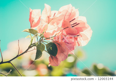 Paper flowers or Bougainvillea vintage Paper flowers or Bougainvillea vintage 12003144