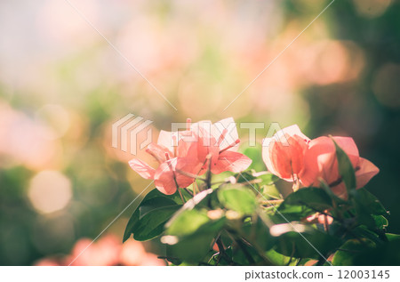 Paper flowers or Bougainvillea vintage Paper flowers or Bougainvillea vintage 12003145