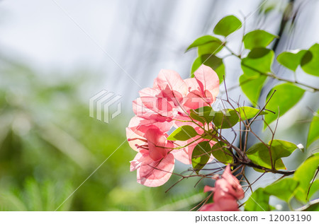Paper flowers or Bougainvillea Paper flowers or Bougainvillea 12003190