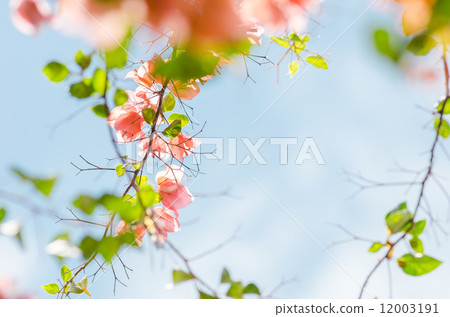 Paper flowers or Bougainvillea Paper flowers or Bougainvillea 12003191