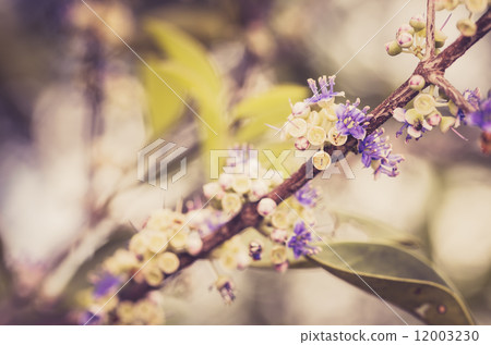 Little flower vintage 12003230