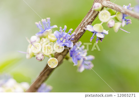 Little flower 12003271