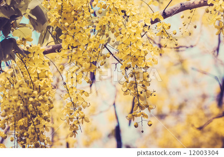 Golden shower or Cassia fistula flower vintage Golden shower or Cassia fistula flower vintage 12003304