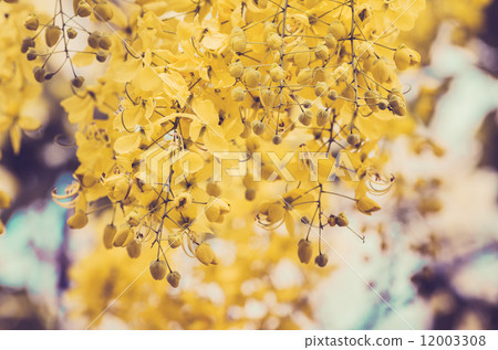 Golden shower or Cassia fistula flower vintage 12003308