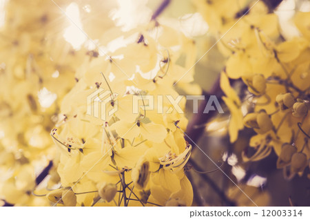 Golden shower or Cassia fistula flower vintage Golden shower or Cassia fistula flower vintage 12003314