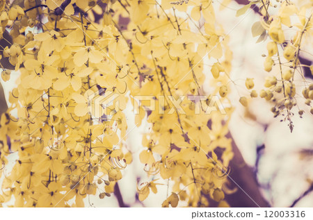 Golden shower or Cassia fistula flower vintage Golden shower or Cassia fistula flower vintage 12003316
