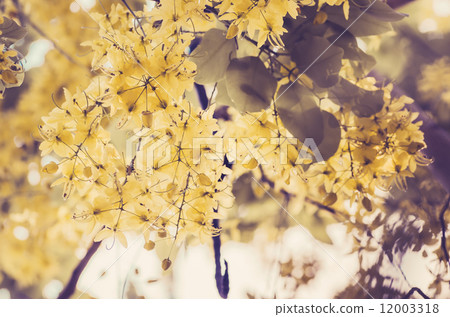 Golden shower or Cassia fistula flower vintage Golden shower or Cassia fistula flower vintage 12003318