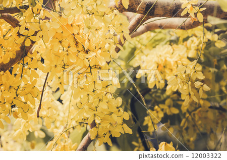 Golden shower or Cassia fistula flower vintage 12003322