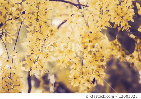 Golden shower or Cassia fistula flower vintage 12003323