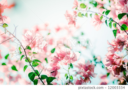 Paper flowers or Bougainvillea vintage 12003334