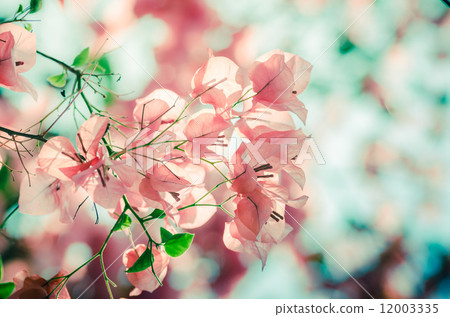 Paper flowers or Bougainvillea vintage Paper flowers or Bougainvillea vintage 12003335
