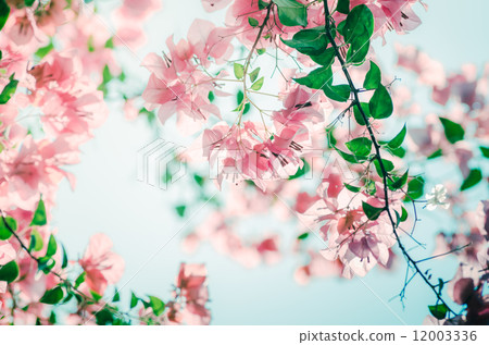 Paper flowers or Bougainvillea vintage 12003336