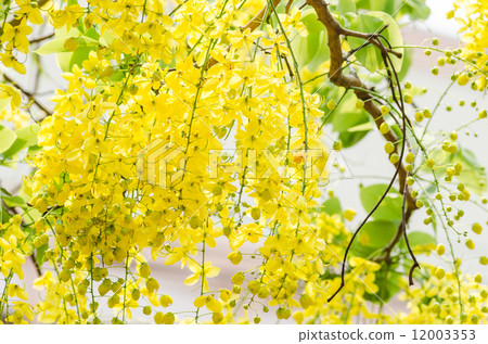 Golden shower or Cassia fistula flower 12003353