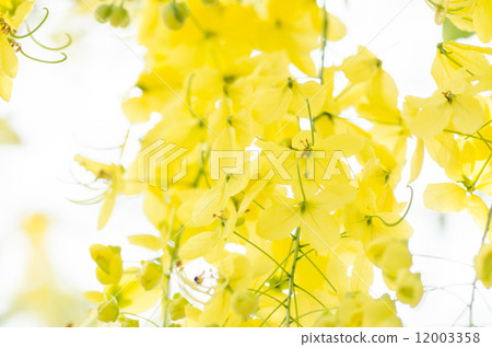 Golden shower or Cassia fistula flower Golden shower or Cassia fistula flower 12003358